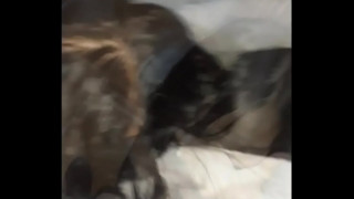 порно видео 230007