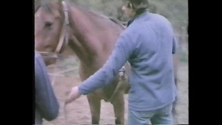 порно видео 350235