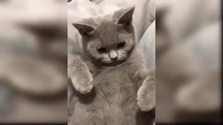 порно видео 499884